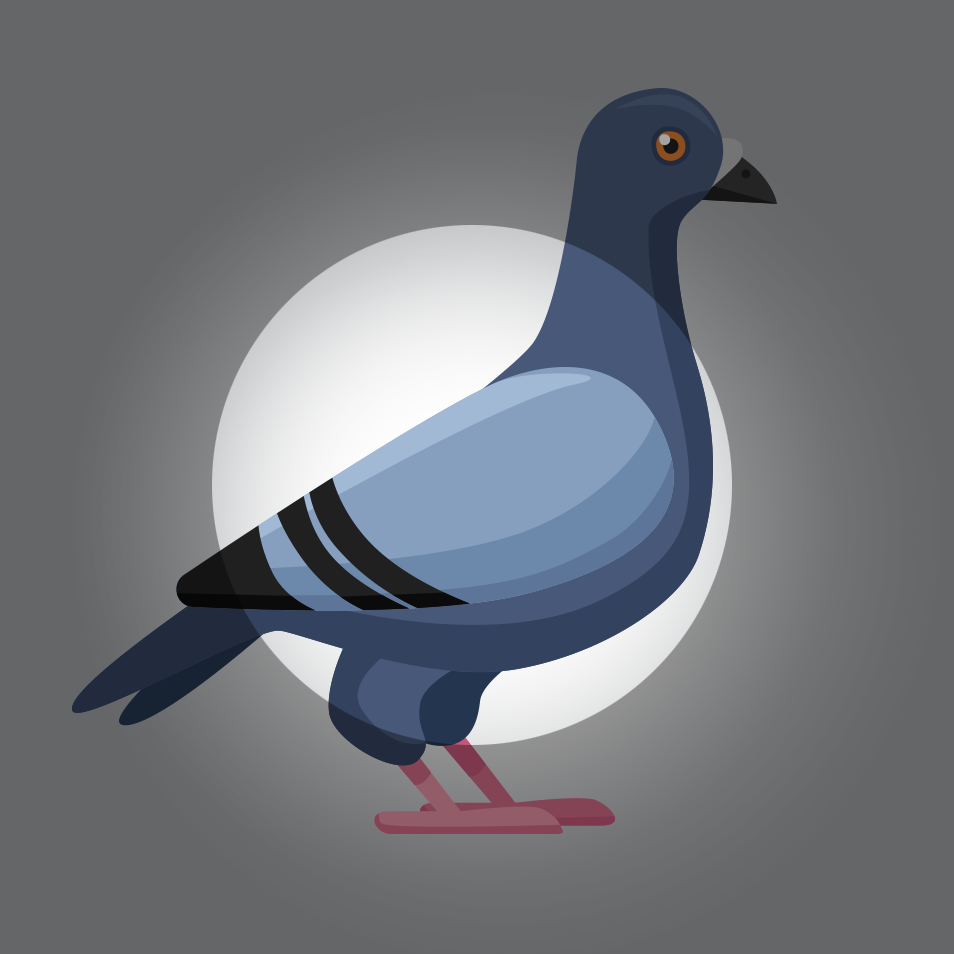 Expert Bird Control Services